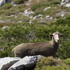 Cañada real a su paso por Torre de Babia. JESÚS F. SALVADORES