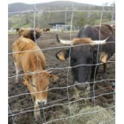 Las vacas son cuidadas por la Junta Vecinal desde hace varios meses