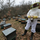 El de la apicultura es un sector en auge en la provincia de León. RAMIRO