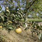 Los fruticultores esperan que las tormentas no arruinen la cosecha. A.F.B.