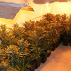 Plantas de marihuana encontradas en el interior de la vivienda