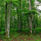 El bosque de Irati, en Navarra, uno de los hayedos mejor consevados de la Península.