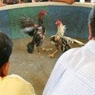 Las peleas con gallos serán penadas con condenas a prisión y de inhabilitación para tener animales