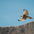 Un quebrantahuesos liberado en Picos en una imagen de archivo. FCQ