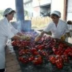 Casi la mitad de las mujeres que han puesto en marcha empresas trabajan en el medio rural