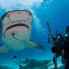 Jesús Calleja, con los tiburones, a unos treinta y cinco metros de profundidad.