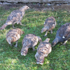 Un grupo de polluelos de urogallo nacidos en cautividad. DL