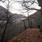 Bosques de castaños en el Alto Sil