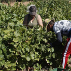 Vendimia en la Bodega Miñambres de la DO León