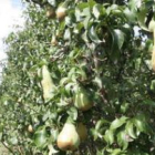 La producción de pera es especialmente sensible a las infecciones en este momento.