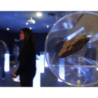 Los meteoritos que se exponen en Sabero han sido recogidor por José Vicente Casado a lo largo de todo el planeta.