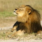 El león Cecil, en el Parque Nacional Hwange, en una imagen de archivo.