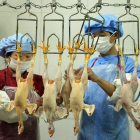 Empleados de un matadero limpian pollos sacrificados en China por la gripe aviaria, en una imagen de archivo.