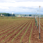 Finca de maíz en León, principal provincia productora del país. MARCIANO PÉREZ