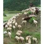 El sector ovino, uno de los que sufrirá retenciones más altas