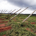 Cultivo de lúpulo destrozado por una tormenta que asoló el campo leonés en agosto.