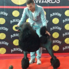 El caniche gigante negro ganador de la exposición celebrada en el Mercado de Ganados de León. DL