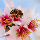 Una abeja se alimenta del polen de una flor de almendro en Pecs (Hungría).  GYORGY VARGA