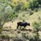 Uno de los animales de El Mular, en una fotografía tomada en julio.