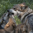 La Junta estudia soluciones para controlar la población de lobos