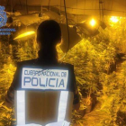 Una agente de policía ante el cultivo de cannabis. POLICÍA NACIONAL