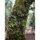 Los expertos reclaman atención a la gestión de las masas forestales. jesús f. salvadores