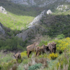 Los bisontes llegaron el jueves al valle de Anciles y estarán en semilibertad. DL