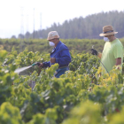 Dos viticultores aplicando tratamientos en viñedos de la DO Bierzo.