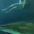 Una de las imágenes del vídeo en al que se ve al hombre desnudo mientras los tiburones del Acuario de Toronto le pasan por debajo, el pasado viernes