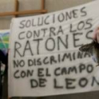 Ejemplares de roedores, en la sede de la Junta en León