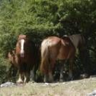 Unos potros de Babia reposan a la sombra para resguardarse del calor