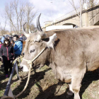 El concurso-exposición de ganado volverá a celebrarse en el entorno del río. CAMPOS