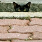 Un gato callejero se oculta tras un muro de un parque de Bangkok