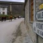 Una hilera de vacas transita por la carretera de Balboa