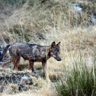 Imagen de un lobo tomada por el fotógrafo Andoni Canela en las montañas de Riaño. ANDONI CANELA