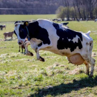 Vacas de producción lechera inician la temporada de pastos con la llegada de la primavera. efe