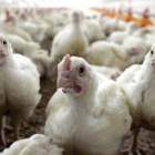 Un grupo de pollos en una granja.