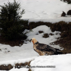 Un ejemplar de quebrantahuesos en los Picos de Europa.