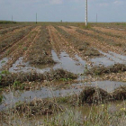 Las lluvias han perjudicado el desarrollo de la cosecha.