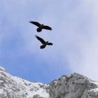 Imagen de los dos ejemplares volando juntos en Picos.