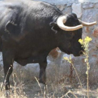Uno de los toros que se lidiarán esta tarde en La Granja de San Ildefonso, fotografiado en la finca