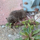 La rata apareció en un canalón de la calle Los Ángeles de San Andrés. DL