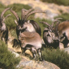 Ejemplares de cabra montés en la montaña de León. C. M.