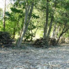 En esta zona desbrozada nidifican numerosos pájaros, según A Morteira