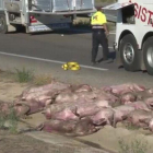 Accidente de un camión que transportaba cerdos en la A-2 en Lleida, sentido Barcelona.