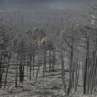 Los millones de colores del bosque se han transformado en siniestros tonos negros.