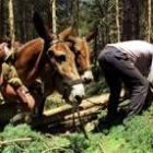 La explotación de la madera es uno de los beneficios más frecuentes en un monte de utilidad pública
