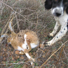 Un perro se cobra una liebre durante una jornada de caza en Tierra de Campos.