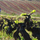 Paisaje vitivinícola en el Bierzo. L. DE LA MATA