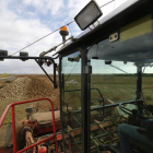Un agricultor saca la remolacha del campo